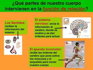 ¿Qué partes de nuestro cuerpo 
intervienen en la función de relación? 
Los Sentidos: 
reciben la 
información del 
exterior 
El sistema 
nervioso: envía la 
información al 
cerebro, donde se 
analiza y se dan 
órdenes para actuar 
El aparato locomotor: 
recibe las órdenes del 
cerebro que pone activa 
los músculos y el 
esqueleto para mover 
nuestro cuerpo 
 