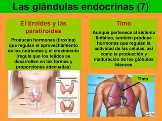 Las glándulas endocrinas (7) 
Timo 
Aunque pertenece al sistema 
linfático, también produce 
hormonas que regulan la 
actividad de las células, así 
como la producción y 
maduración de los glóbulos 
blancos 
El tiroides y las 
paratiroides 
Producen hormonas (tiroxina) 
que regulan el aprovechamiento 
de los nutrientes y el crecimiento 
(regula que los tejidos se 
desarrollen en las formas y 
proporciones adecuadas) 
Timo 
 
