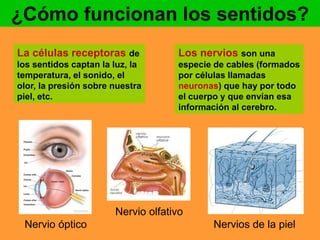 ¿Cómo funcionan los sentidos? 
La células receptoras de 
los sentidos captan la luz, la 
temperatura, el sonido, el 
olor, la presión sobre nuestra 
piel, etc. 
Los nervios son una 
especie de cables (formados 
por células llamadas 
neuronas) que hay por todo 
el cuerpo y que envían esa 
información al cerebro. 
Nervio óptico 
Nervio olfativo 
Nervios de la piel 
 