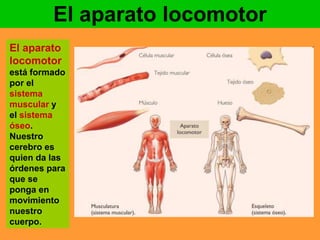 El aparato locomotor 
El aparato 
locomotor 
está formado 
por el 
sistema 
muscular y 
el sistema 
óseo. 
Nuestro 
cerebro es 
quien da las 
órdenes para 
que se 
ponga en 
movimiento 
nuestro 
cuerpo. 
 