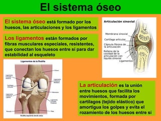 El sistema óseo 
El sistema óseo está formado por los 
huesos, las articulaciones y los ligamentos 
Los ligamentos están formados por 
fibras musculares especiales, resistentes, 
que conectan los huesos entre sí para dar 
estabilidad al esqueleto 
La articulación es la unión 
entre huesos que facilita los 
movimientos, formada por 
cartílagos (tejido elástico) que 
amortigua los golpes y evita el 
rozamiento de los huesos entre sí 
 