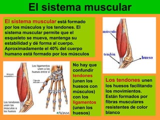 El sistema muscular 
El sistema muscular está formado 
por los músculos y los tendones. El 
sistema muscular permite que el 
esqueleto se mueva, mantenga su 
estabilidad y dé forma al cuerpo. 
Aproximadamente el 40% del cuerpo 
humano está formado por los músculos 
Los tendones unen 
los huesos facilitando 
los movimientos. 
Están formados por 
fibras musculares 
resistentes de color 
blanco 
No hay que 
confundir 
tendones 
(unen los 
huesos con 
músculos) 
con los 
ligamentos 
(unen los 
huesos) 
 