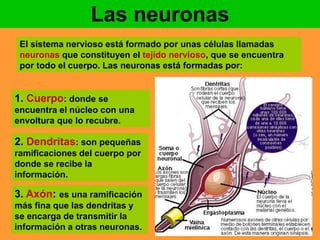 Las neuronas 
El sistema nervioso está formado por unas células llamadas 
neuronas que constituyen el tejido nervioso, que se encuentra 
por todo el cuerpo. Las neuronas está formadas por: 
1. Cuerpo: donde se 
encuentra el núcleo con una 
envoltura que lo recubre. 
2. Dendritas: son pequeñas 
ramificaciones del cuerpo por 
donde se recibe la 
información. 
3. Axón: es una ramificación 
más fina que las dendritas y 
se encarga de transmitir la 
información a otras neuronas. 
 