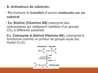 B. Activateurs de substrats:
• Permettant le transfert d'autres molécules sur un
substrat
• Ex: Biotine (Vitamine B8) coenzyme des
carboxylases qui catalysent l’addition d’un groupe
CO2 à différents substrats
•Ex: Coenzyme A (Dérivé Vitamine B5), coenzyme A,
fonctionne comme un porteur de groupe acyle (ex:
Acetyl Co A).
 