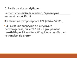 C. Partie du site catalytique :
la coenzyme réalise la réaction, l’apoenzyme
assurant la spécificité
•Ex: thiamine pyrophosphate TPP (dérivé Vit B1);
• Ex: C’est une coenzyme de la Pyruvate
dehydrogenase, ou le TPP est un groupement
prosthétique lié au site actif; qui joue un rôle dans
le transfert de proton
 