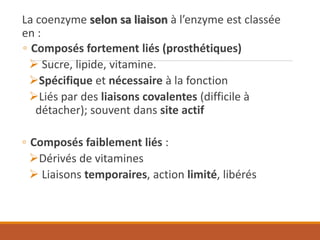 La coenzyme selon sa liaison à l’enzyme est classée
en :
◦ Composés fortement liés (prosthétiques)
➢ Sucre, lipide, vitamine.
➢Spécifique et nécessaire à la fonction
➢Liés par des liaisons covalentes (difficile à
détacher); souvent dans site actif
◦ Composés faiblement liés :
➢Dérivés de vitamines
➢ Liaisons temporaires, action limité, libérés
 