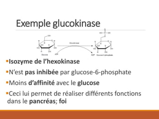 Exemple glucokinase
▪Isozyme de l’hexokinase
▪N’est pas inhibée par glucose-6-phosphate
▪Moins d’affinité avec le glucose
▪Ceci lui permet de réaliser différents fonctions
dans le pancréas; foi
 