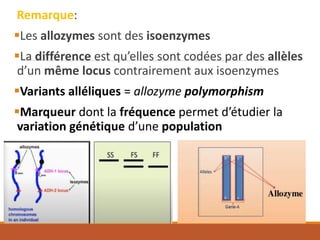Remarque:
▪Les allozymes sont des isoenzymes
▪La différence est qu’elles sont codées par des allèles
d’un même locus contrairement aux isoenzymes
▪Variants alléliques = allozyme polymorphism
▪Marqueur dont la fréquence permet d’étudier la
variation génétique d’une population
 