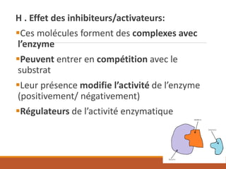 H . Effet des inhibiteurs/activateurs:
▪Ces molécules forment des complexes avec
l’enzyme
▪Peuvent entrer en compétition avec le
substrat
▪Leur présence modifie l’activité de l’enzyme
(positivement/ négativement)
▪Régulateurs de l’activité enzymatique
 