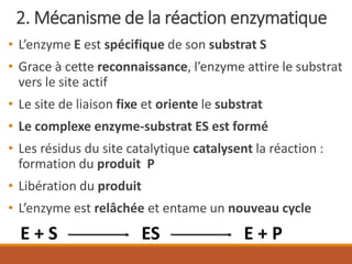 2. Mécanisme de la réaction enzymatique
• L’enzyme E est spécifique de son substrat S
• Grace à cette reconnaissance, l’enzyme attire le substrat
vers le site actif
• Le site de liaison fixe et oriente le substrat
• Le complexe enzyme-substrat ES est formé
• Les résidus du site catalytique catalysent la réaction :
formation du produit P
• Libération du produit
• L’enzyme est relâchée et entame un nouveau cycle
E + S ES E + P
 
