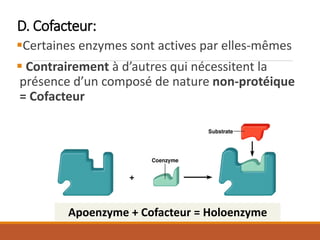 D. Cofacteur:
▪Certaines enzymes sont actives par elles-mêmes
▪ Contrairement à d’autres qui nécessitent la
présence d’un composé de nature non-protéique
= Cofacteur
Apoenzyme + Cofacteur = Holoenzyme
 
