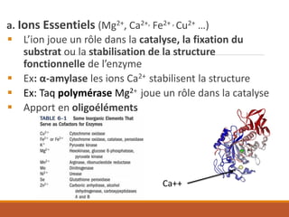 a. Ions Essentiels (Mg2+, Ca2+, Fe2+ , Cu2+ …)
▪ L’ion joue un rôle dans la catalyse, la fixation du
substrat ou la stabilisation de la structure
fonctionnelle de l’enzyme
▪ Ex: α-amylase les ions Ca2+ stabilisent la structure
▪ Ex: Taq polymérase Mg2+ joue un rôle dans la catalyse
▪ Apport en oligoéléments
Ca++
 
