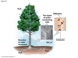 © 2014 Pearson Education, Inc.
Figure 3.3
300 m
H2O
Direction
of water
movement
H2O
H2O
Two types
of water-
conducting
cells
Adhesion
Cohesion
 