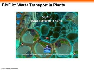 © 2014 Pearson Education, Inc.
BioFlix: Water Transport in Plants
 
