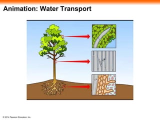 © 2014 Pearson Education, Inc.
Animation: Water Transport
 