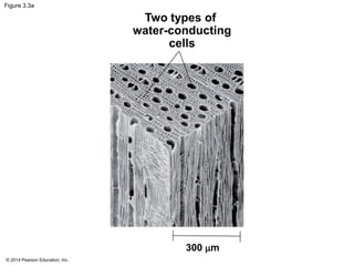 © 2014 Pearson Education, Inc.
Figure 3.3a
300 m
Two types of
water-conducting
cells
 