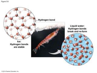 © 2014 Pearson Education, Inc.
Figure 3.6
Hydrogen bond
Liquid water:
Hydrogen bonds
break and re-form
Ice:
Hydrogen bonds
are stable
 