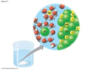 © 2014 Pearson Education, Inc.
Figure 3.7
Na+
Na+
Cl– Cl−
+
+
+
+ +
+
+
+
−
−
−
− −
−
−
−
−
−
−
 