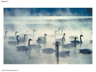 © 2014 Pearson Education, Inc.
Figure 3.1
 