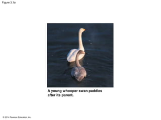 © 2014 Pearson Education, Inc.
Figure 3.1a
A young whooper swan paddles
after its parent.
 