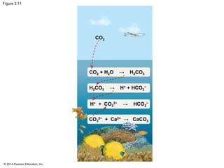 © 2014 Pearson Education, Inc.
Figure 3.11
CO2
CO2 + H2O → H2CO3
H2CO3 → H+ + HCO3
−
H+ + CO3
2− → HCO3
−
CO3
2− + Ca2+ → CaCO3
 