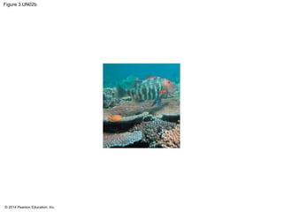 © 2014 Pearson Education, Inc.
Figure 3.UN02b
 