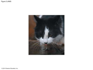 © 2014 Pearson Education, Inc.
Figure 3.UN05
 