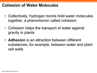 © 2014 Pearson Education, Inc.
Cohesion of Water Molecules
 Collectively, hydrogen bonds hold water molecules
together, a phenomenon called cohesion
 Cohesion helps the transport of water against
gravity in plants
 Adhesion is an attraction between different
substances, for example, between water and plant
cell walls
 