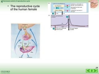 03 LECTURE hormonal control of reproductive cycles 2022.ppt
