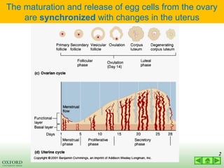 03 LECTURE hormonal control of reproductive cycles 2022.ppt