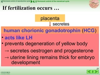 03 LECTURE hormonal control of reproductive cycles 2022.ppt
