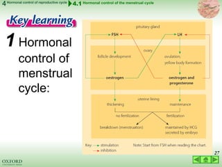 03 LECTURE hormonal control of reproductive cycles 2022.ppt