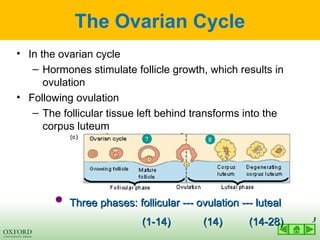 03 LECTURE hormonal control of reproductive cycles 2022.ppt