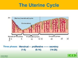 03 LECTURE hormonal control of reproductive cycles 2022.ppt