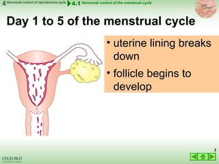 03 LECTURE hormonal control of reproductive cycles 2022.ppt