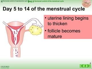 03 LECTURE hormonal control of reproductive cycles 2022.ppt