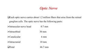 Optic Nerve
Each optic nerve carries about 1.2 million fibers that arise from the retinal
ganglion cells. The optic nerve has the following parts:
Intraocular nerve head 0.7 mm
Intraorbital 30 mm
Canalicular 6 mm
Intracranial 10 mm
Total 46.7 mm
 