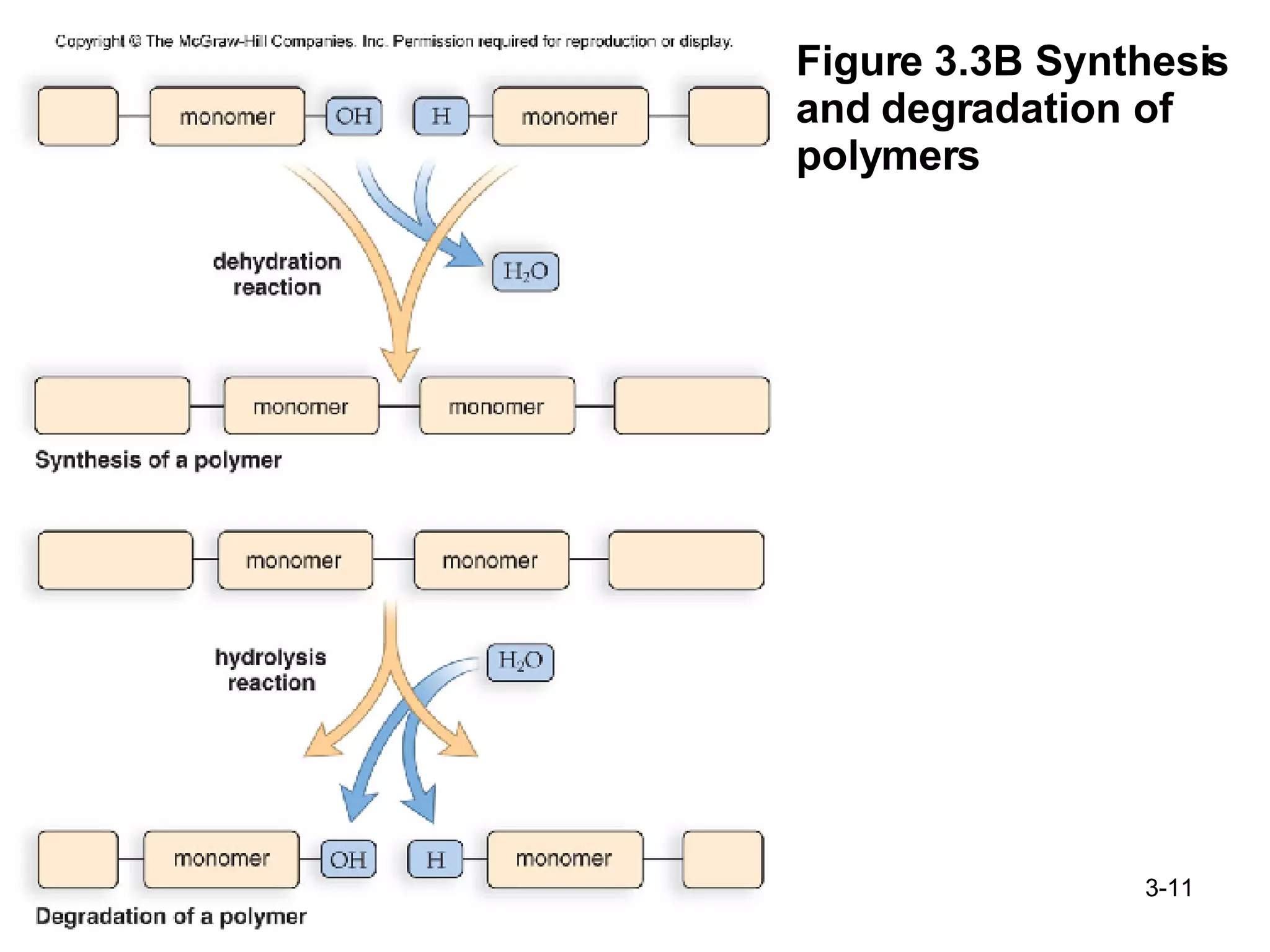 Figure 3.3B Synthesis and degradation of polymers 3- 