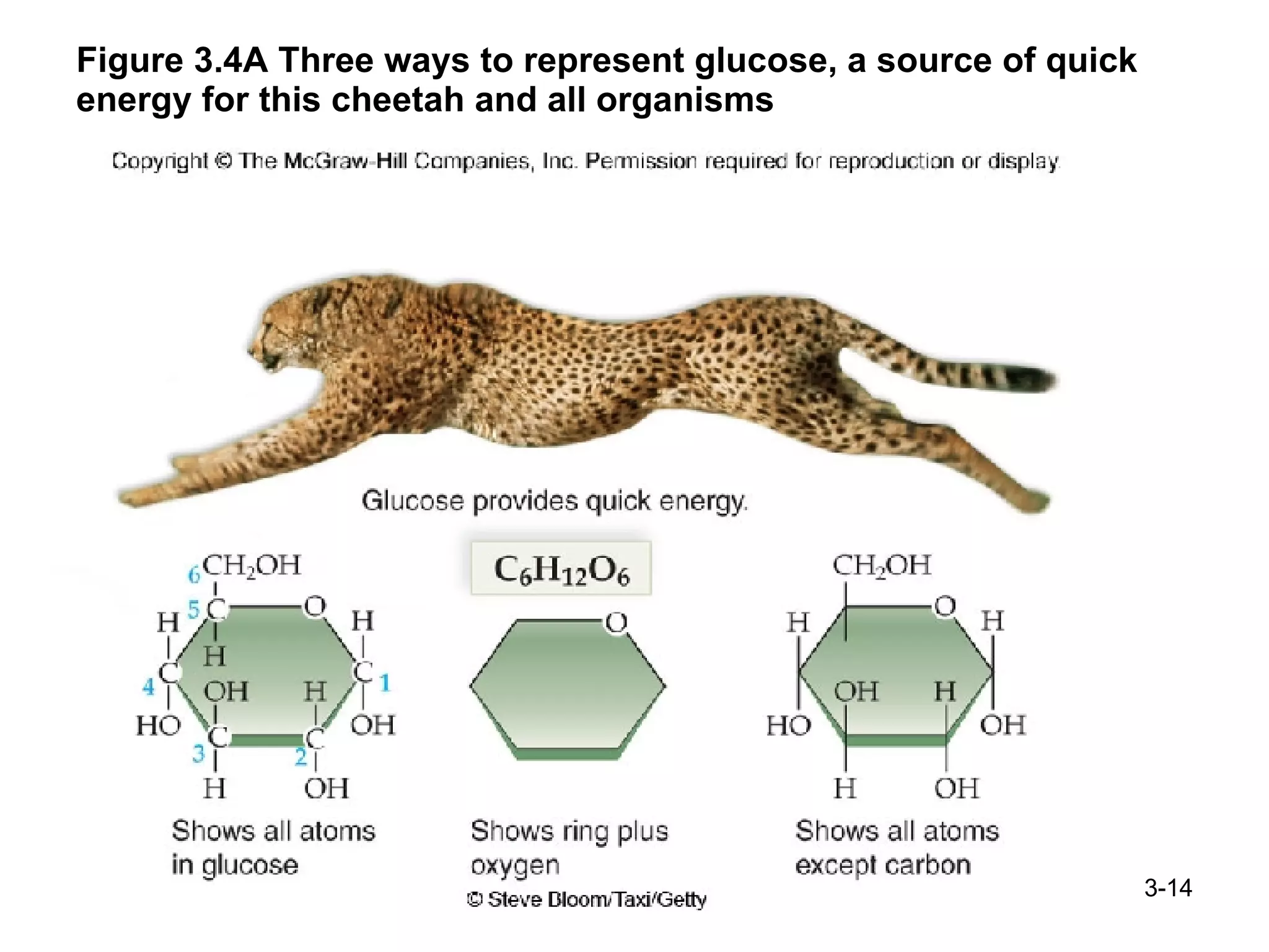 Figure 3.4A Three ways to represent glucose, a source of quick energy for this cheetah and all organisms 3- 