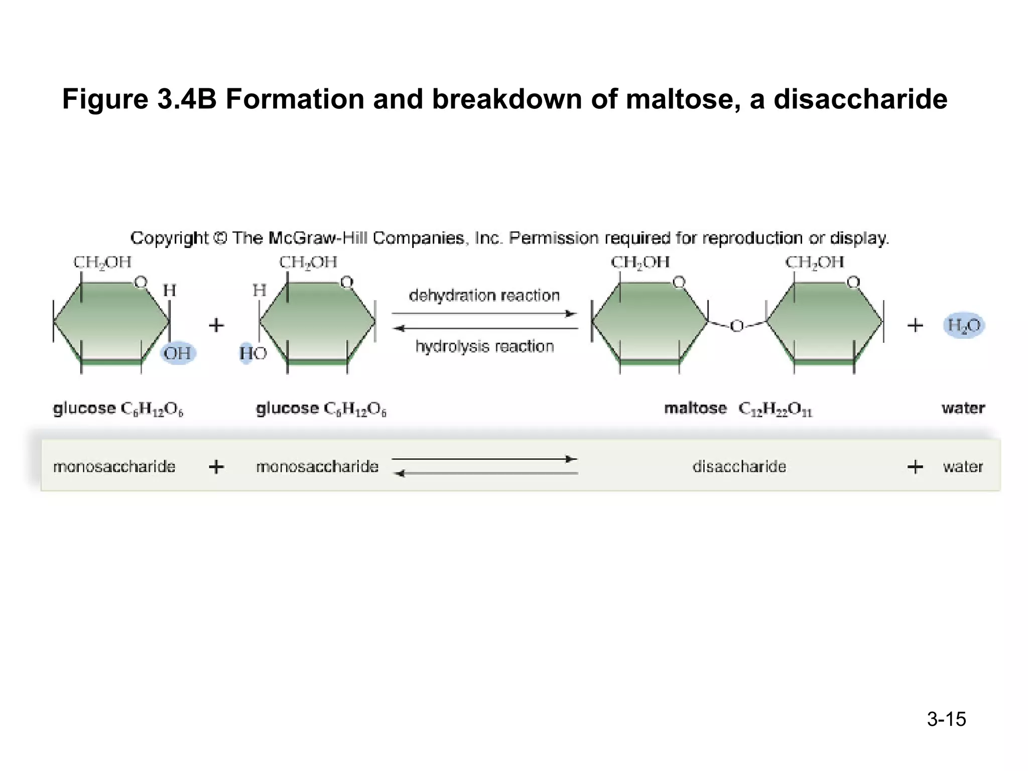 Figure 3.4B Formation and breakdown of maltose, a disaccharide 3- 