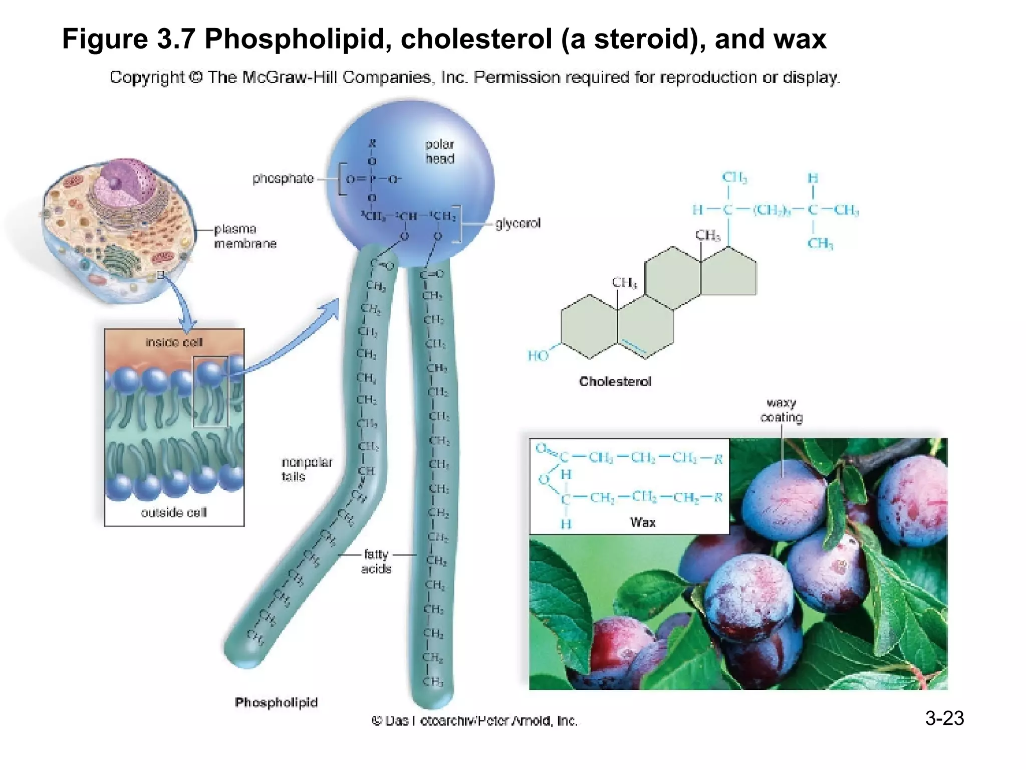 Figure 3.7 Phospholipid, cholesterol (a steroid), and wax 3- 