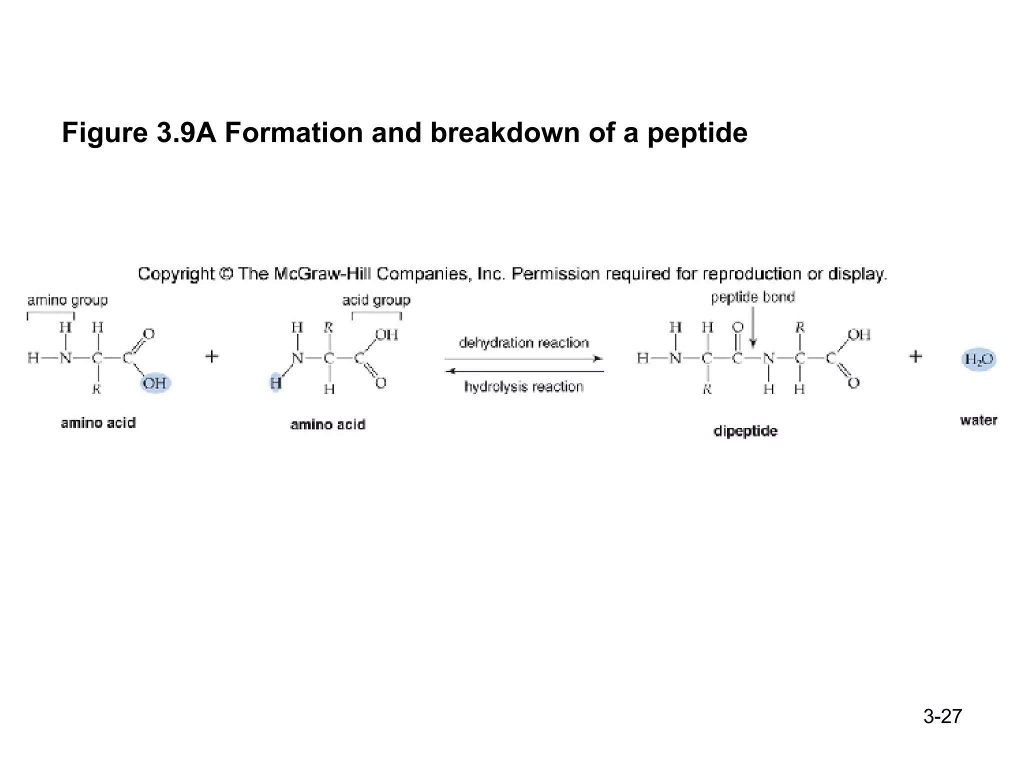 Figure 3.9A Formation and breakdown of a peptide 3- 