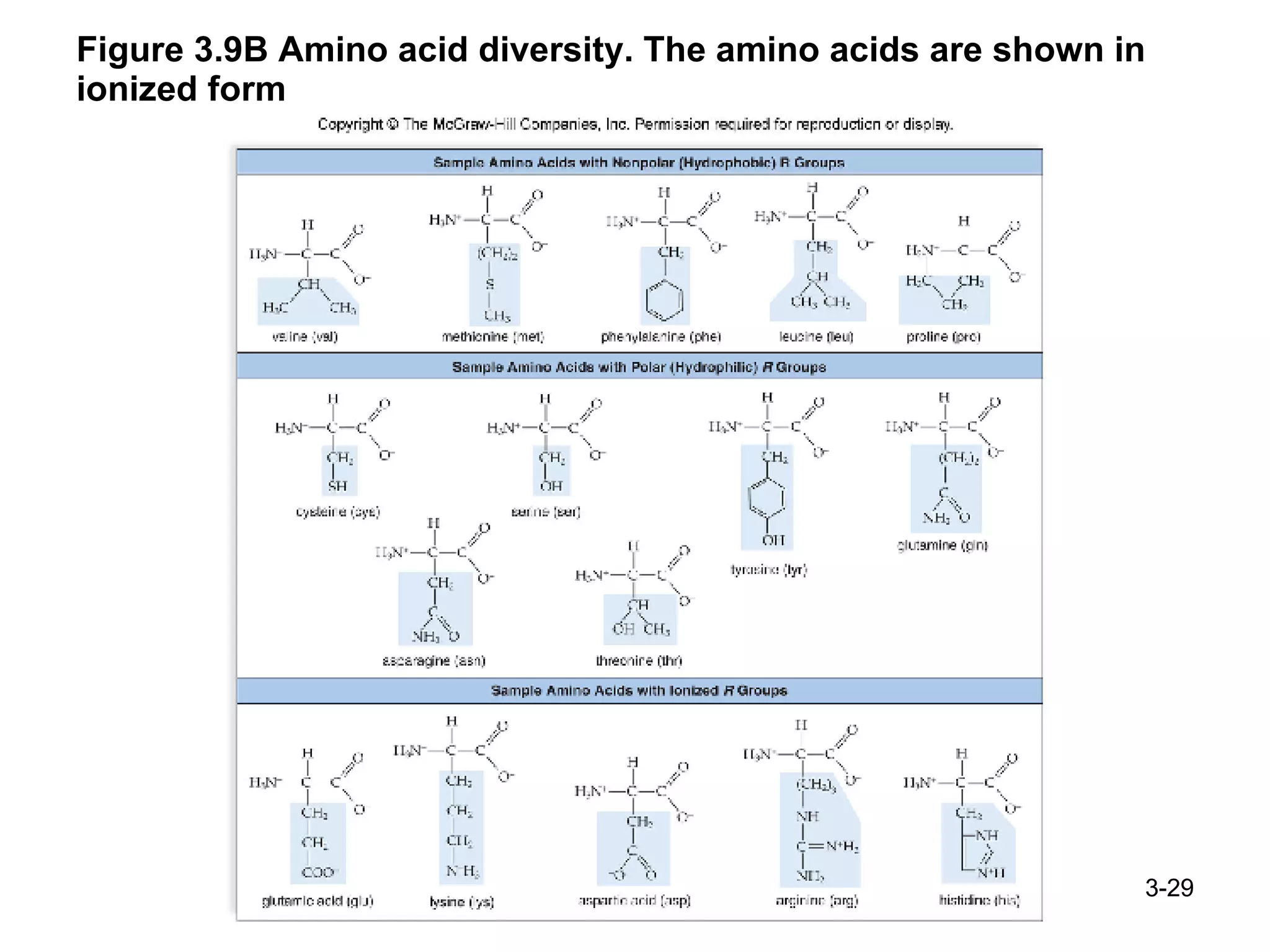 Figure 3.9B Amino acid diversity. The amino acids are shown in ionized form 3- 
