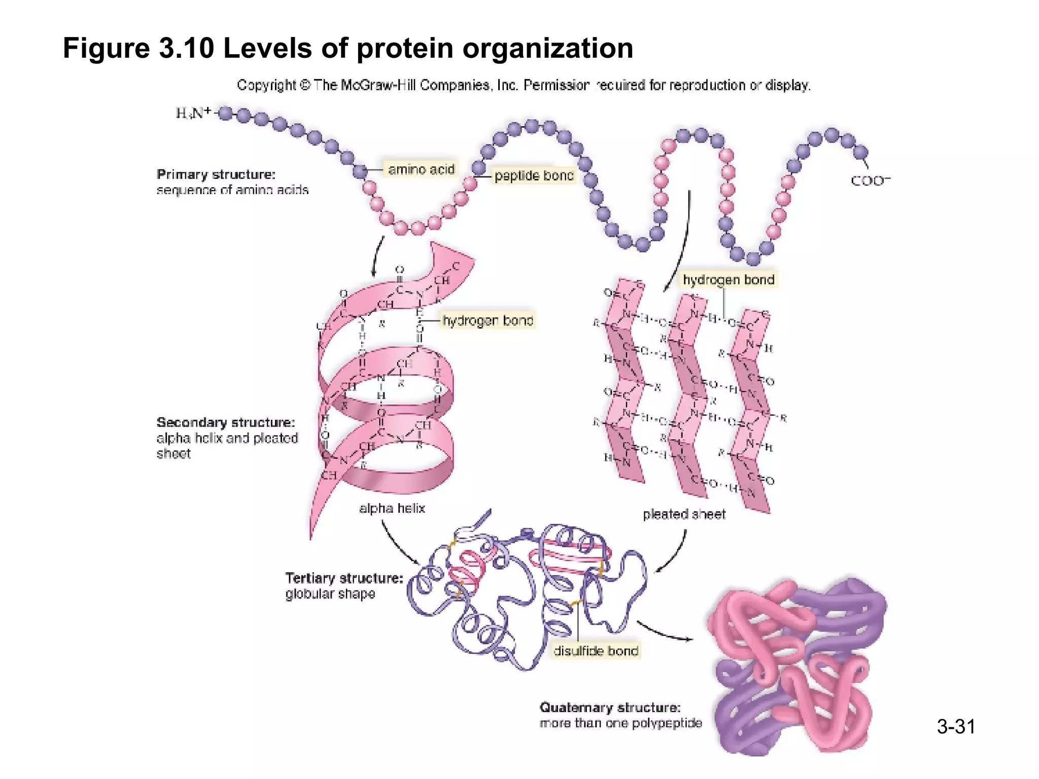 Figure 3.10 Levels of protein organization 3- 