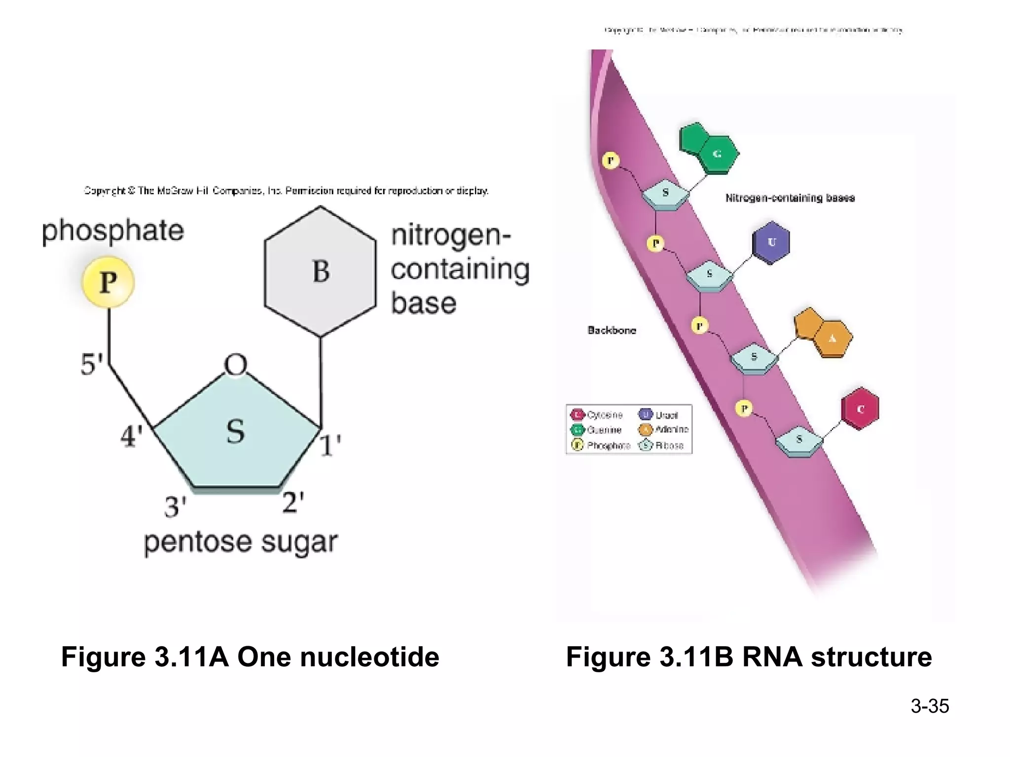 Figure 3.11A One nucleotide Figure 3.11B RNA structure 3- 
