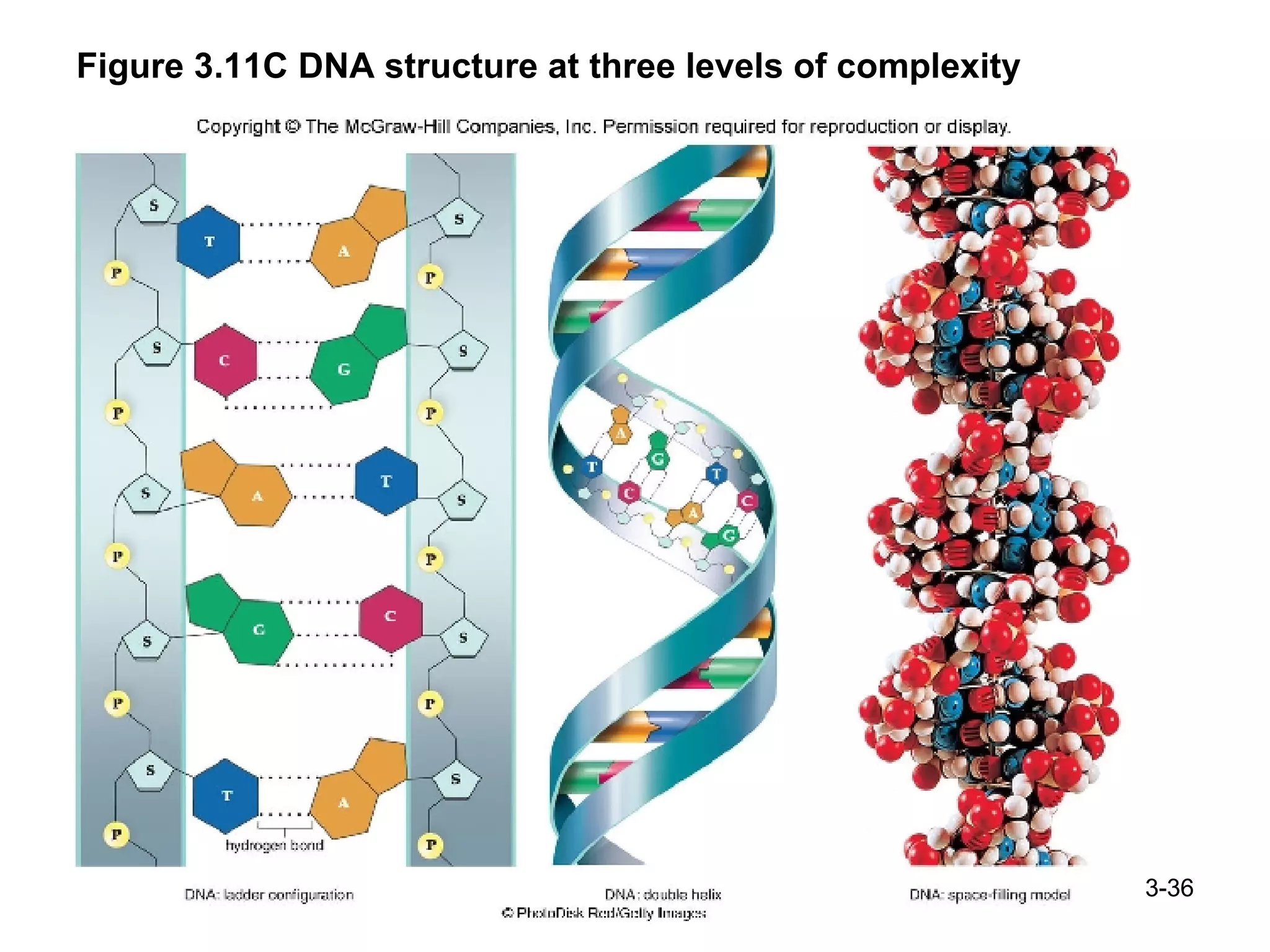 Figure 3.11C DNA structure at three levels of complexity 3- 