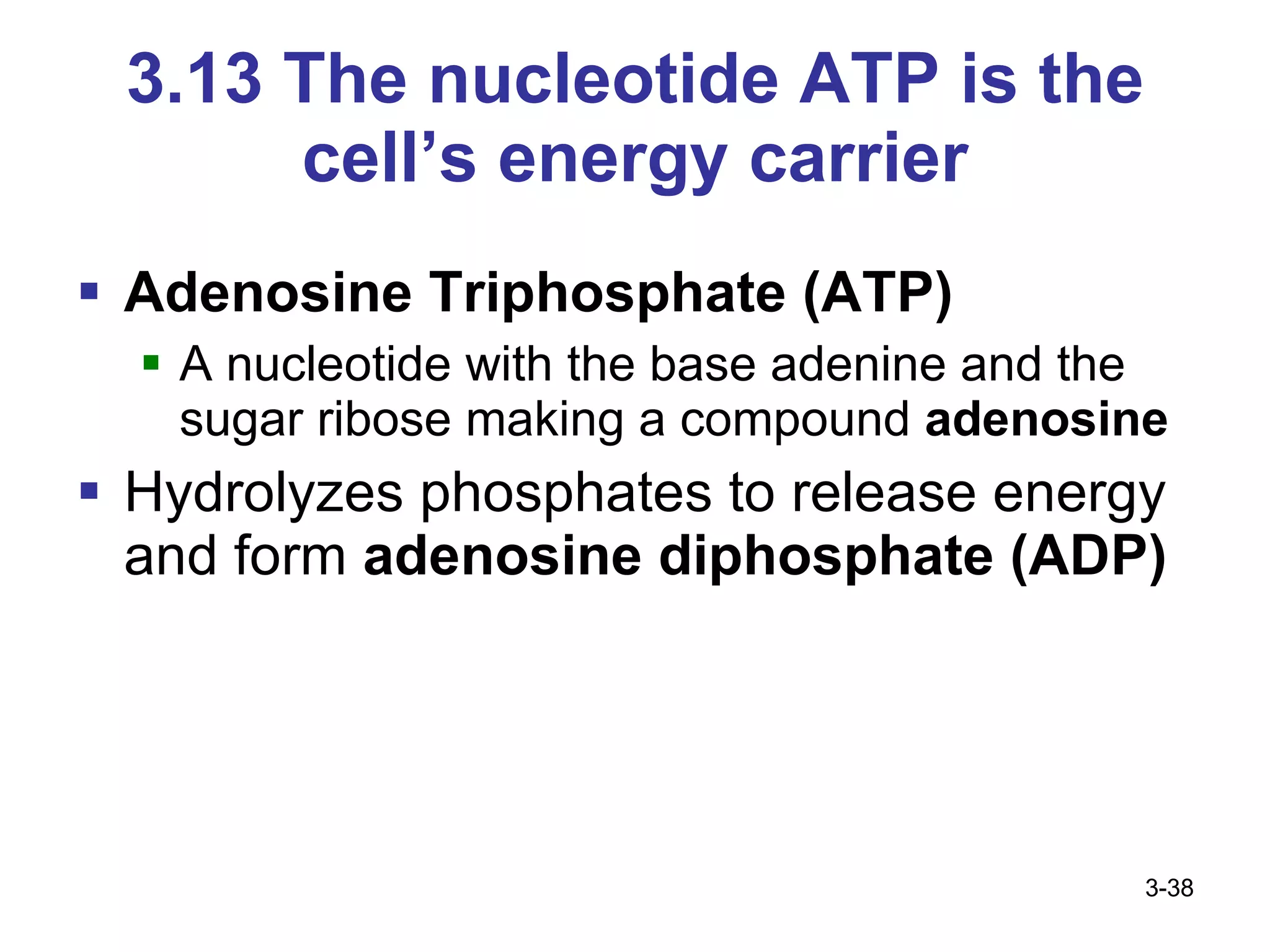 3.13 The nucleotide ATP is the cell’s energy carrier Adenosine Triphosphate (ATP) A nucleotide with the base adenine and the sugar ribose making a compound  adenosine Hydrolyzes phosphates to release energy and form  adenosine diphosphate (ADP) 3- 