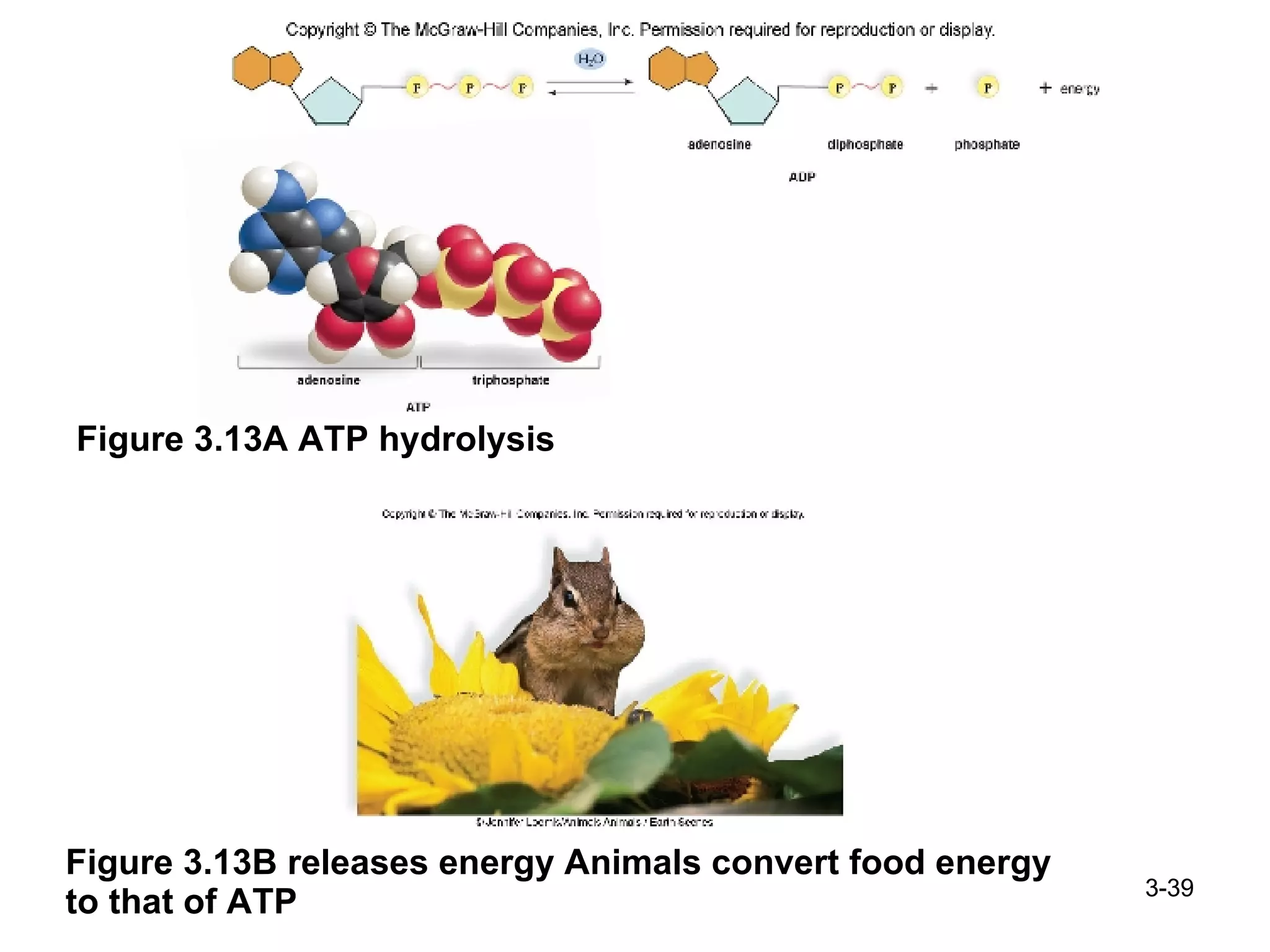 Figure 3.13A ATP hydrolysis 3- Figure 3.13B releases energy Animals convert food energy to that of ATP 