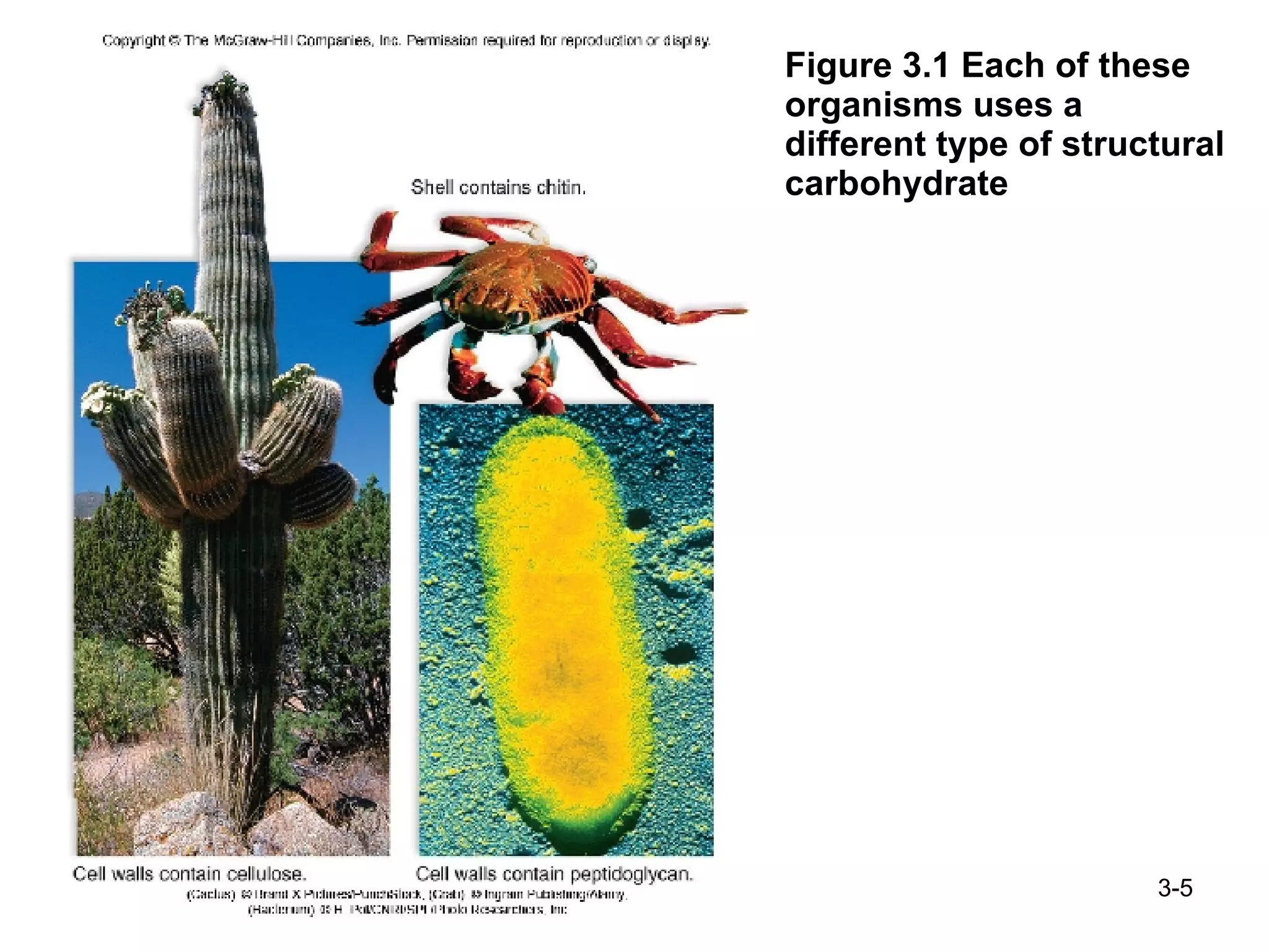 Figure 3.1 Each of these organisms uses a different type of structural carbohydrate 3- 