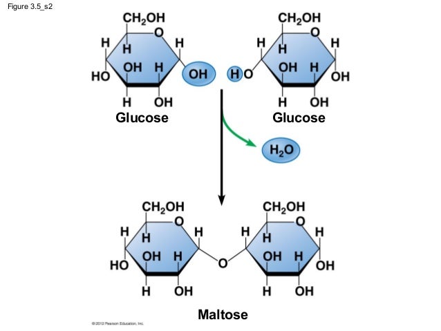 Image result for formation of maltose